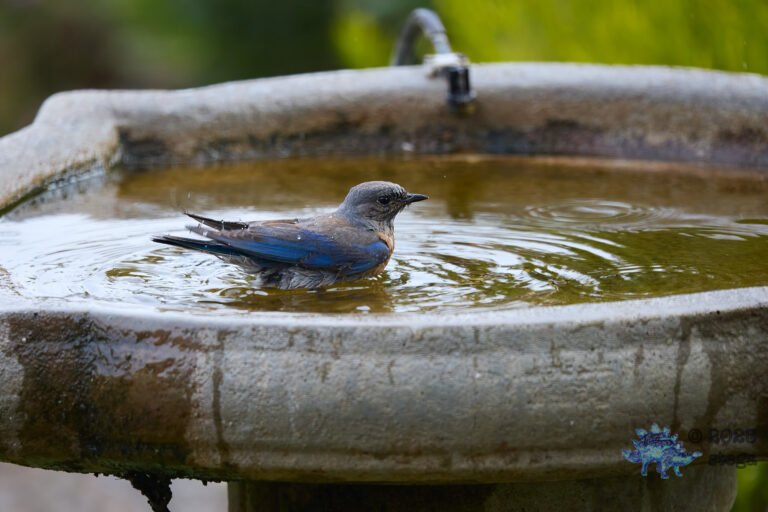 Western Bluebird