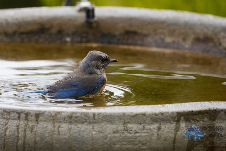 Western Bluebird