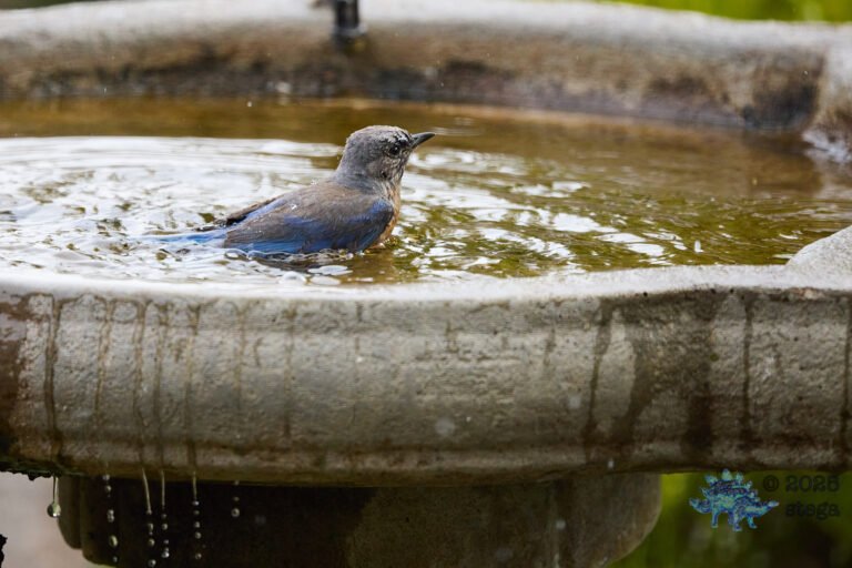Western Bluebird