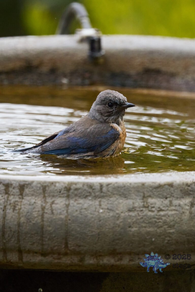 Western Bluebird