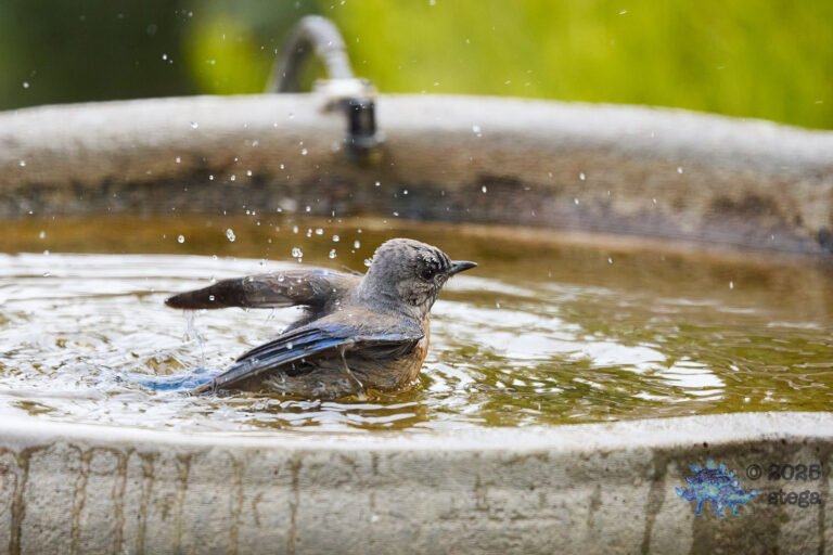 Western Bluebird