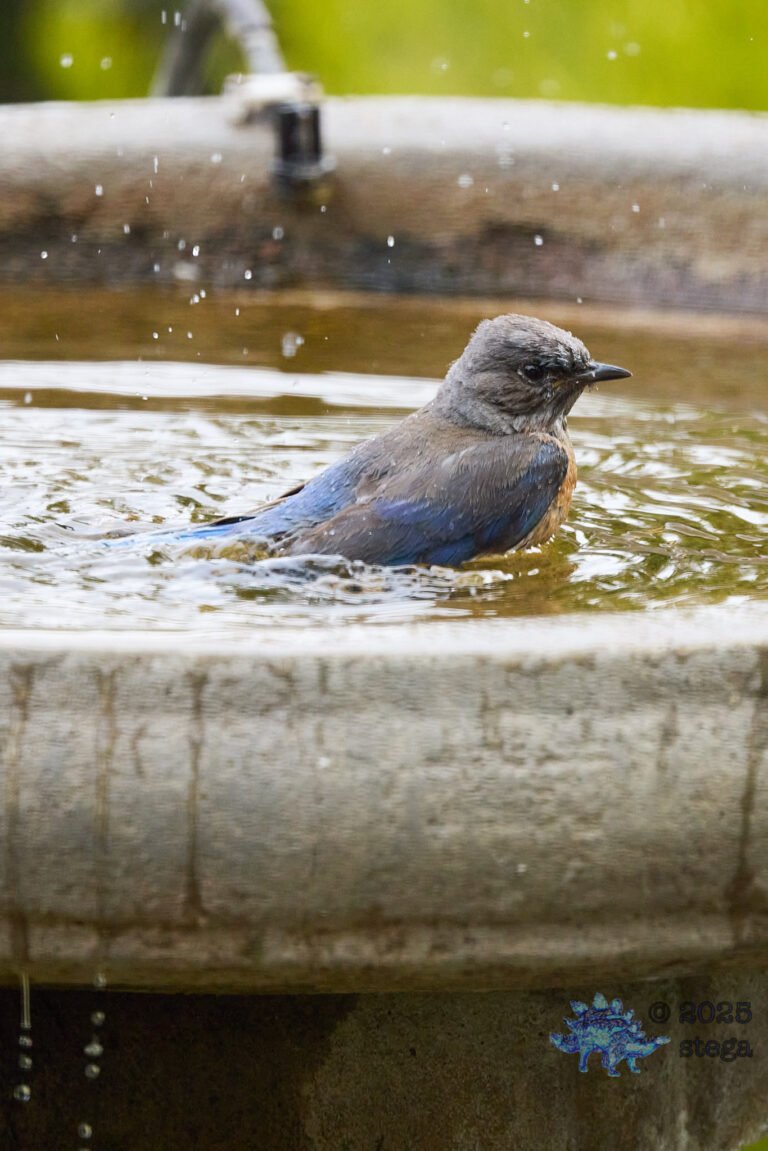 Western Bluebird