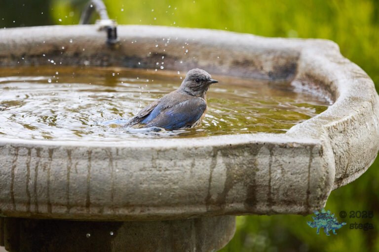 Western Bluebird