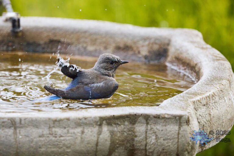 Western Bluebird
