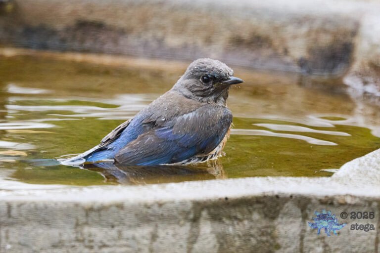Western Bluebird
