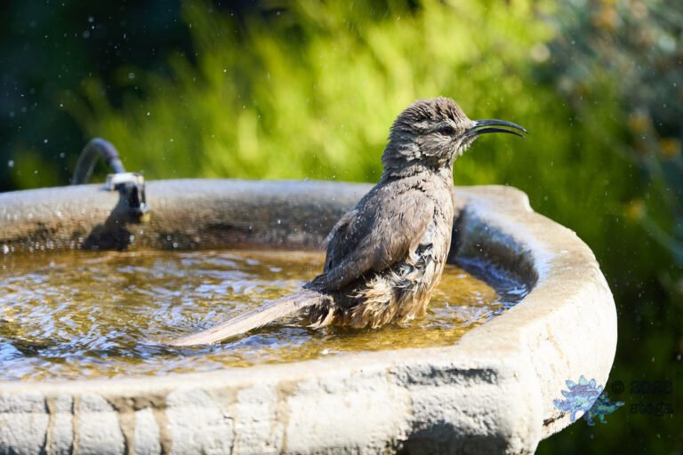 California Thrasher