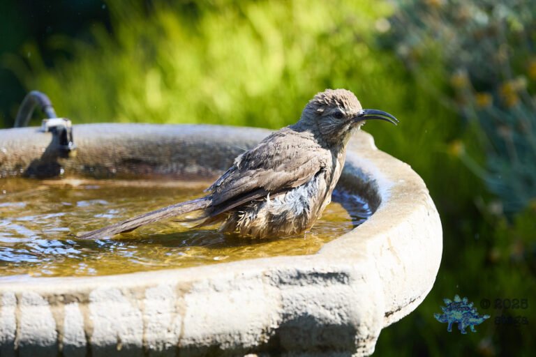 California Thrasher