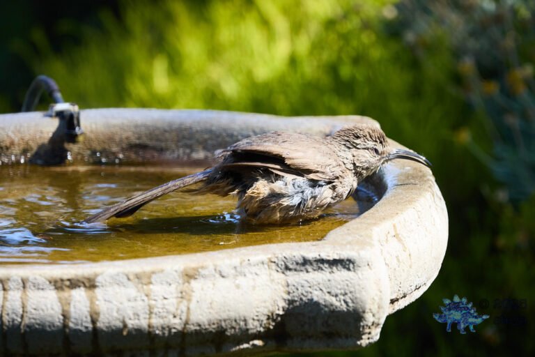 California Thrasher