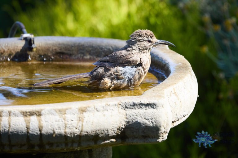 California Thrasher