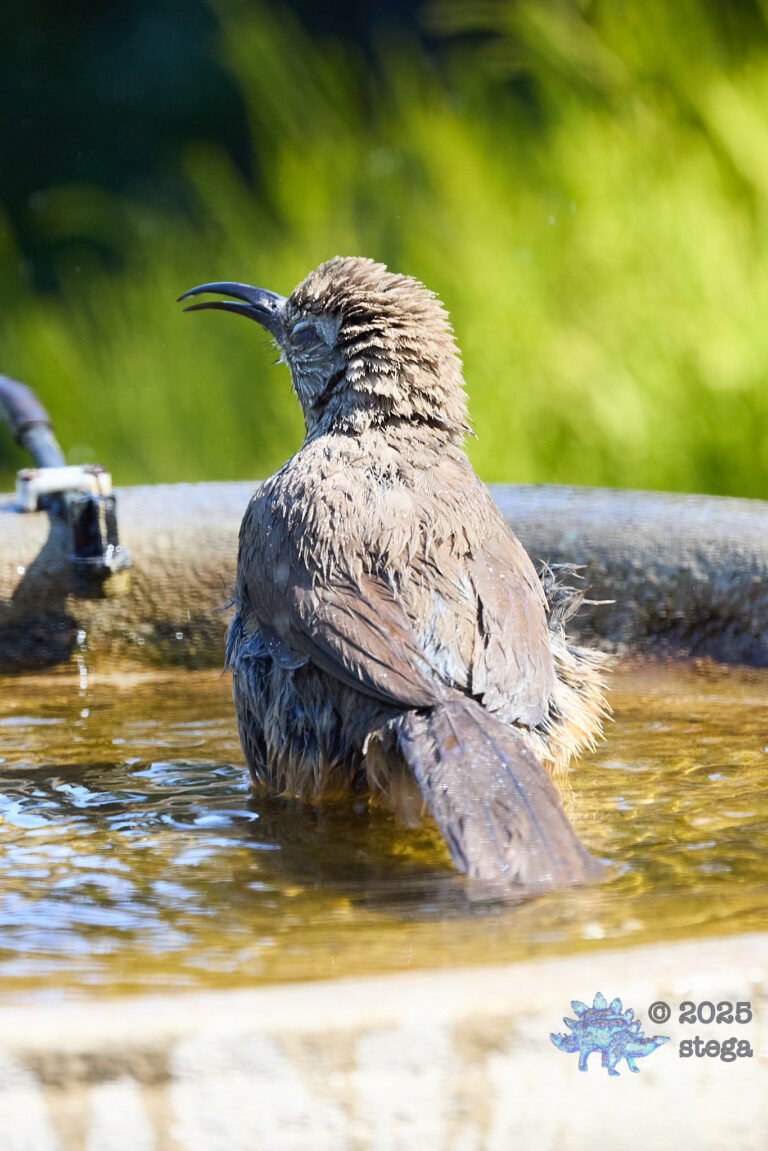 California Thrasher