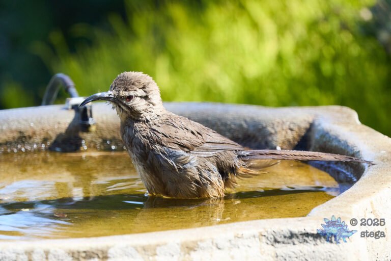 California Thrasher