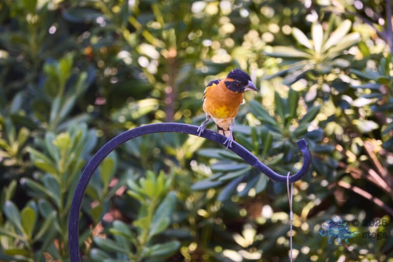 Black-headed Grosbeak