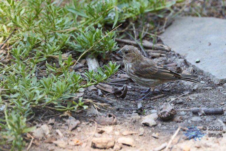 House Finch
