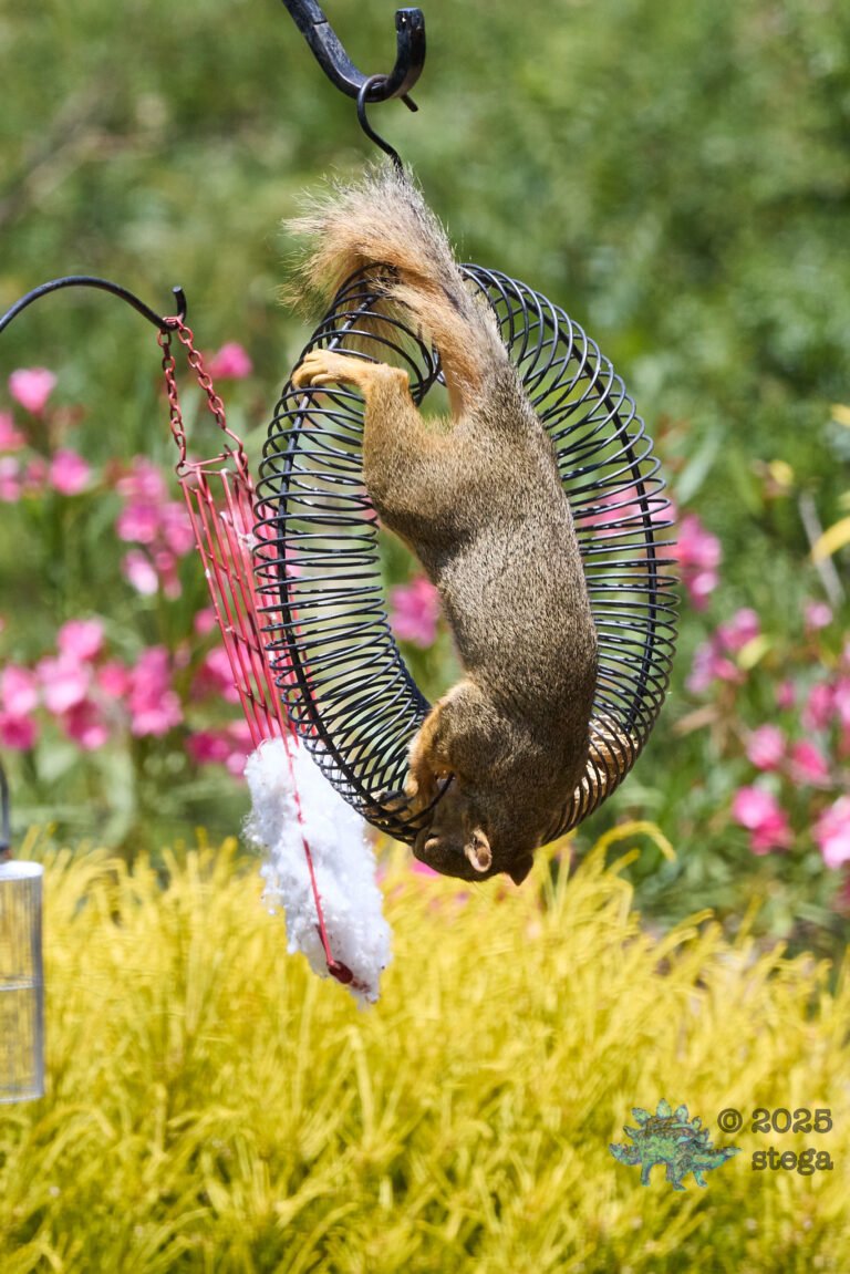 Fox Squirrel