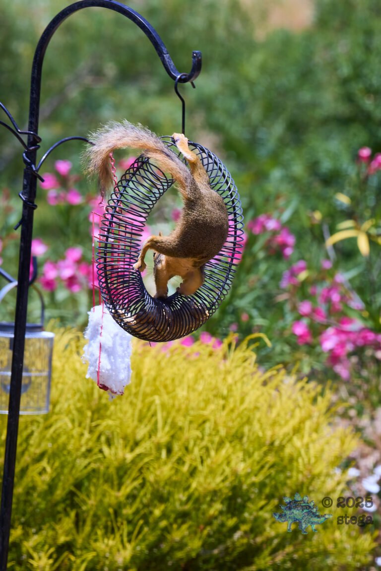 Fox Squirrel