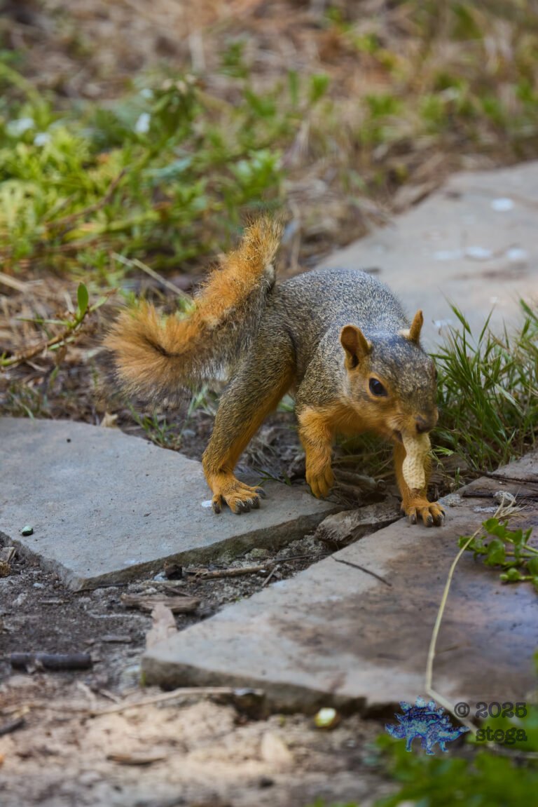 Fox Squirrel
