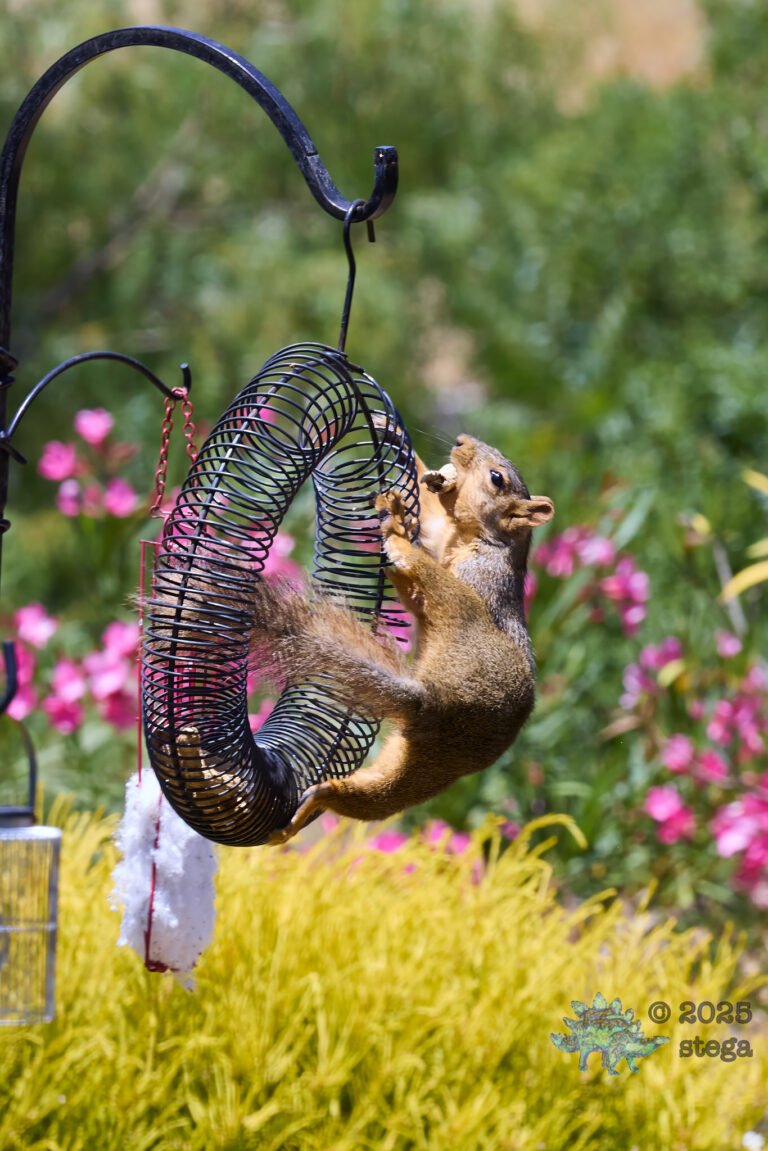 Fox Squirrel