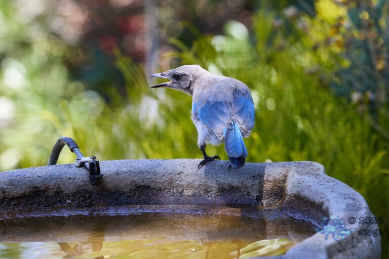 California Scrub Jay
