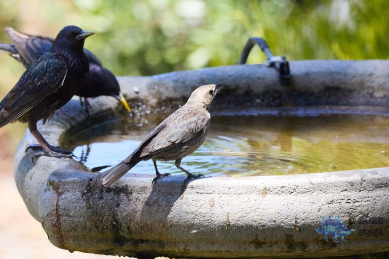 Brown-headed Cowbird, European Starling