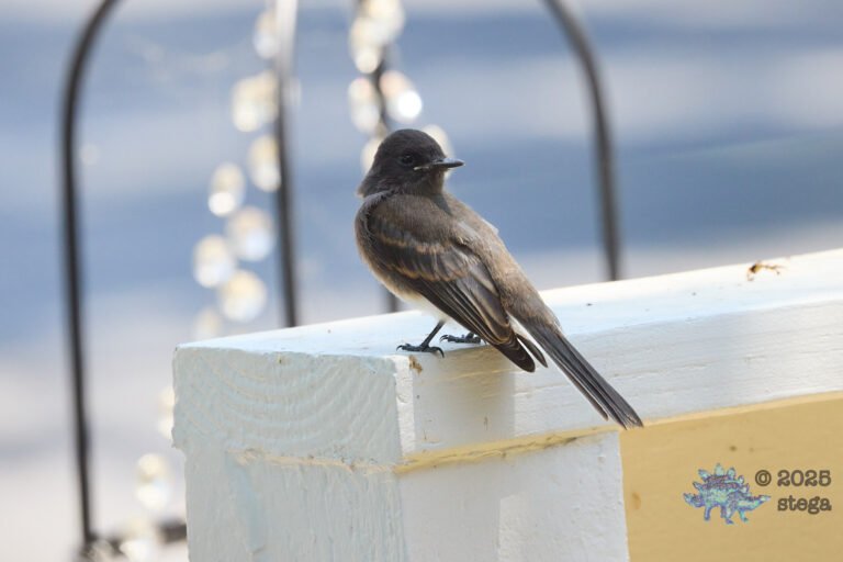 Black Phoebe