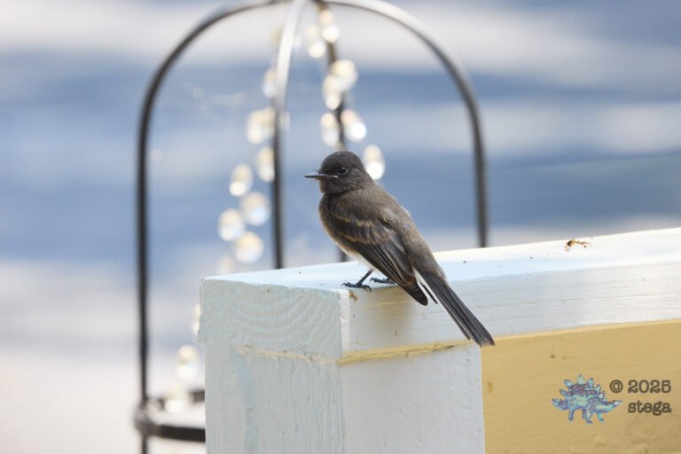 Black Phoebe