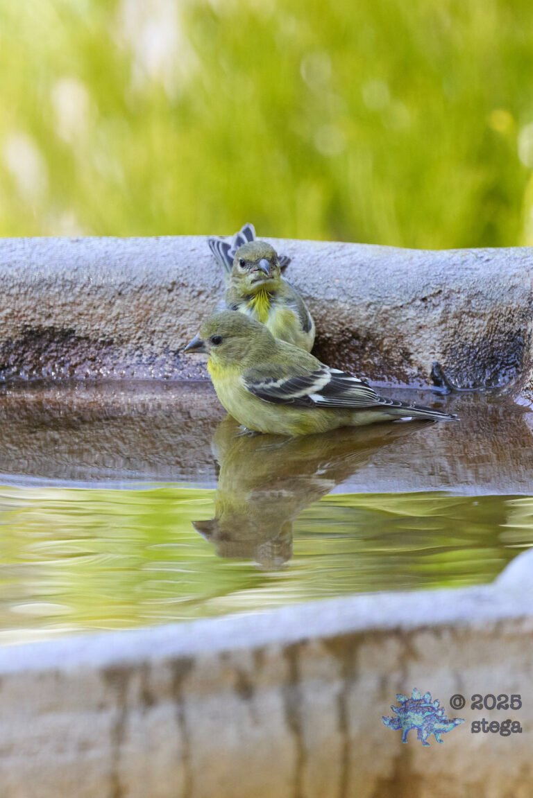 Lesser Goldfinch