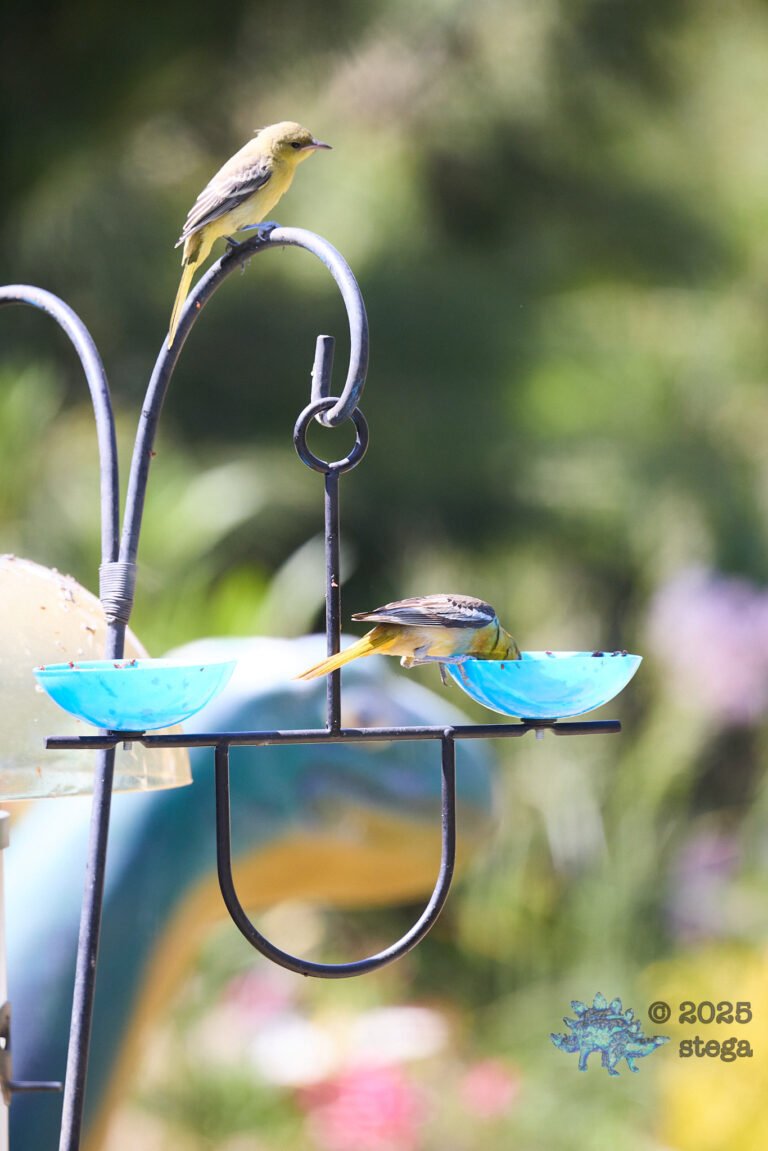 Bullock’s Oriole