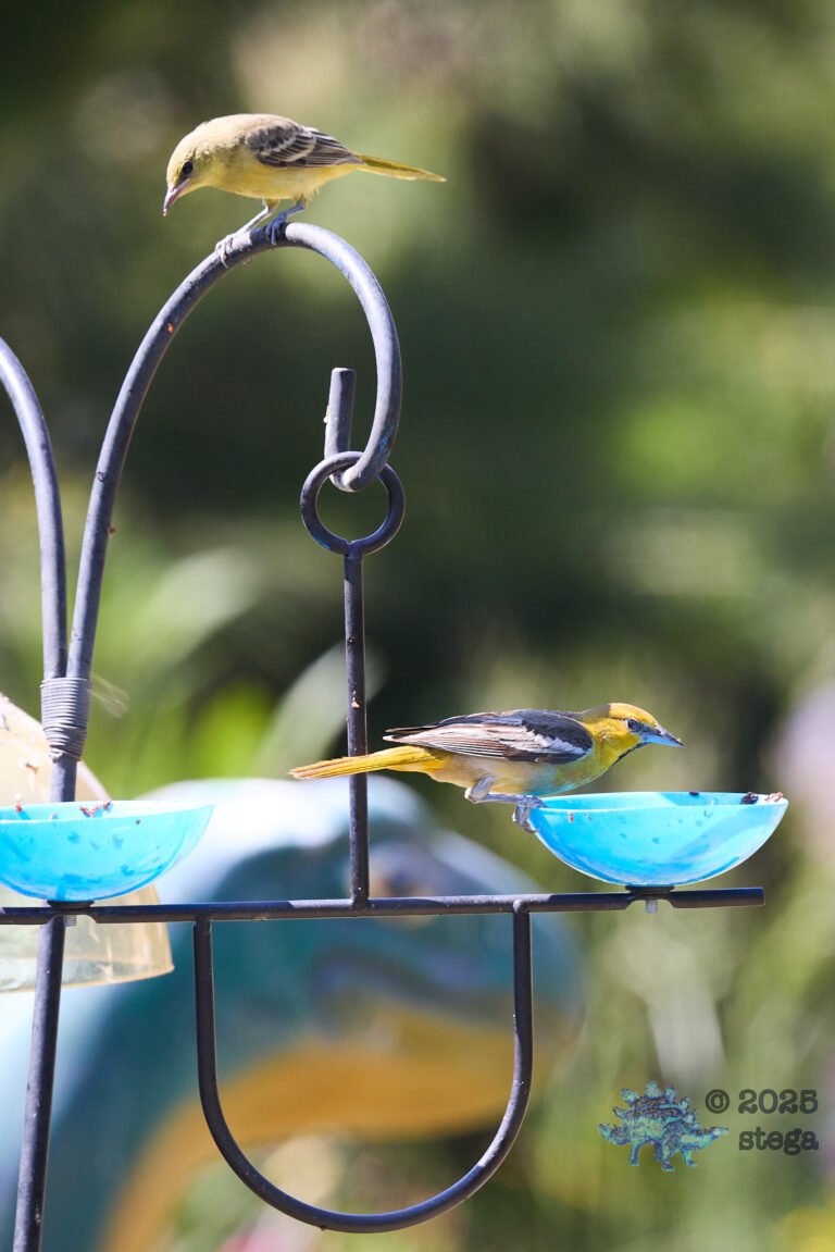 Bullock’s Oriole