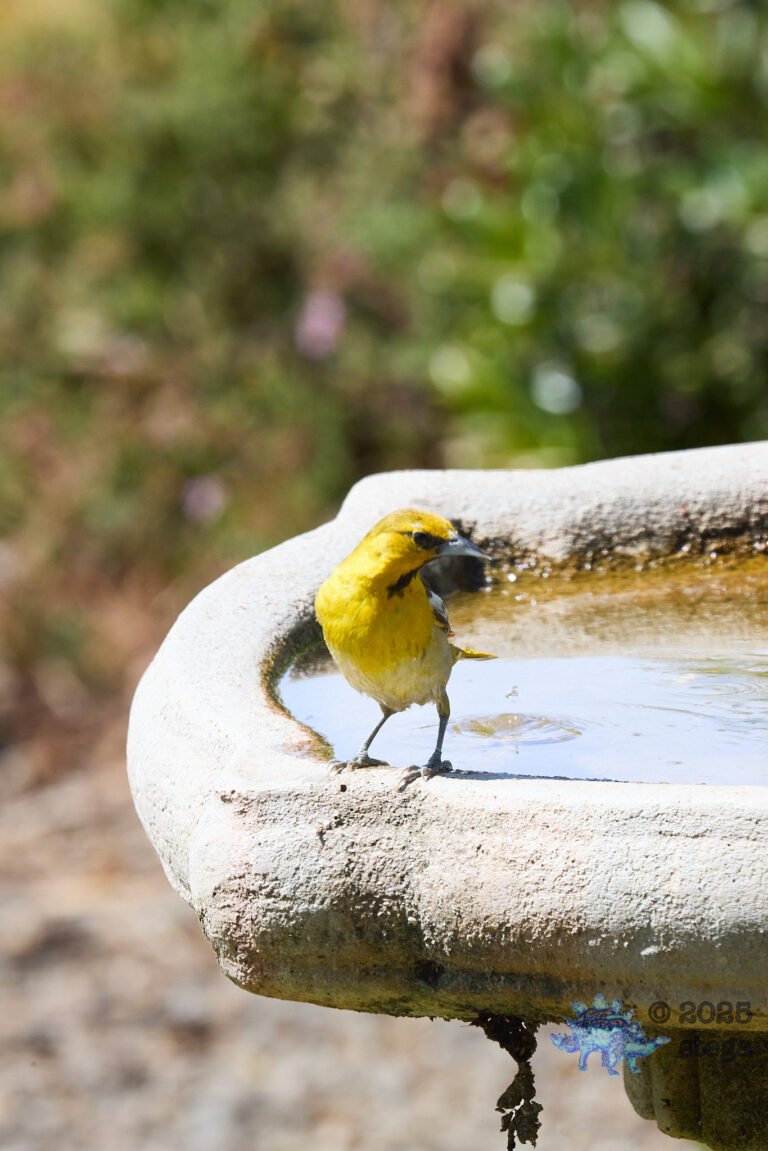 Bullock’s Oriole