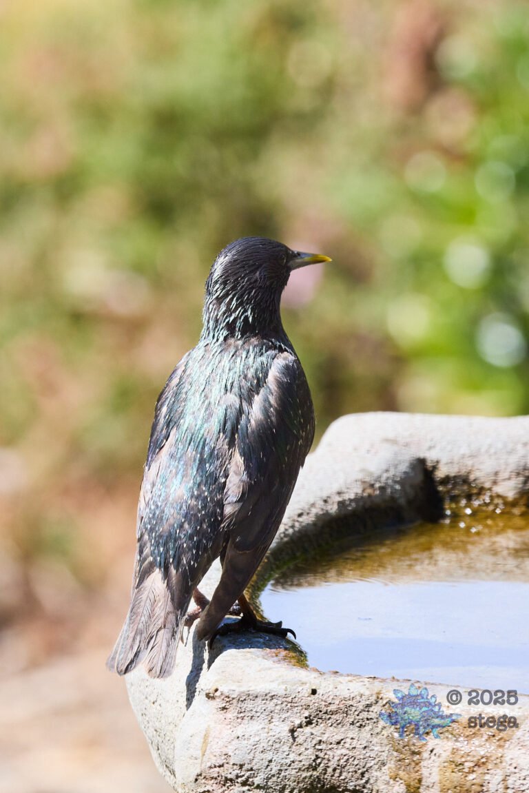 European Starling
