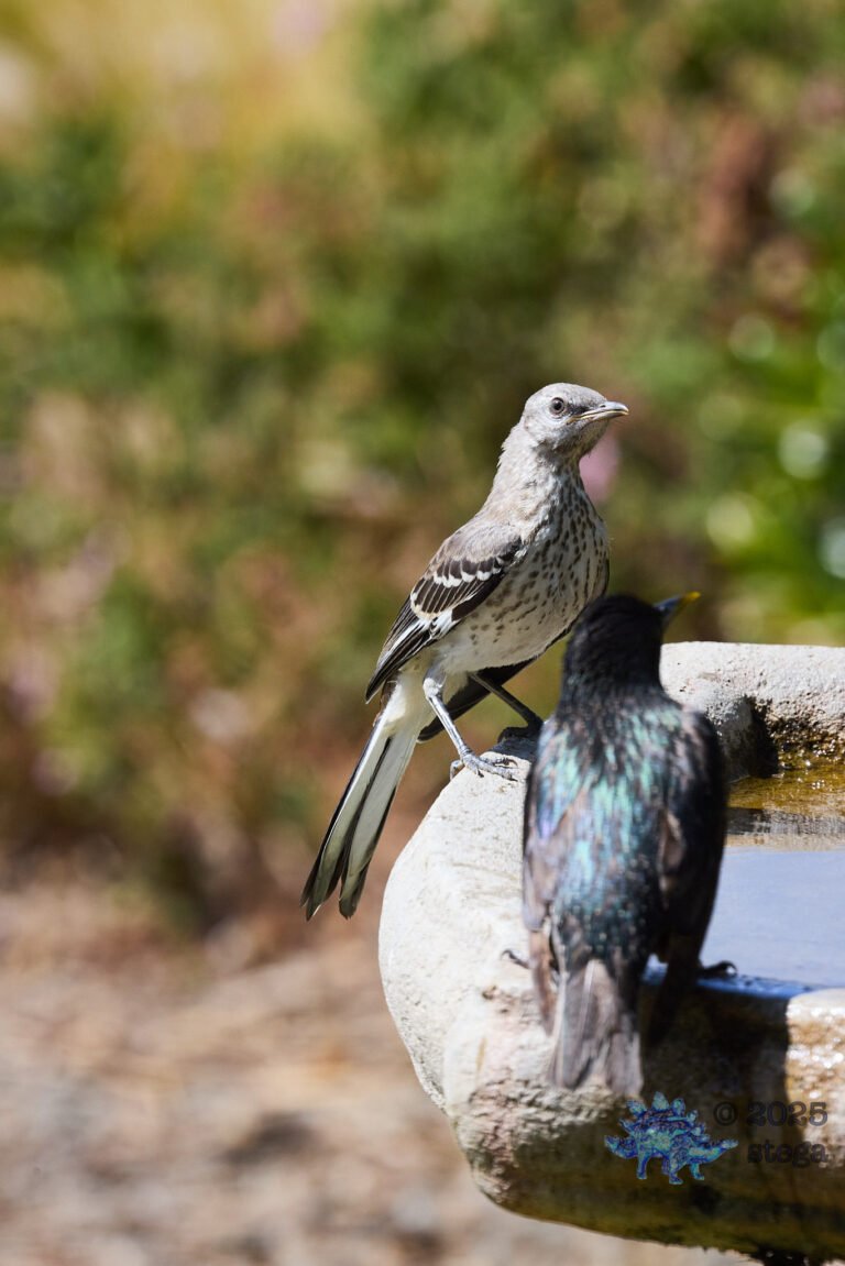 Northern Mockingbird