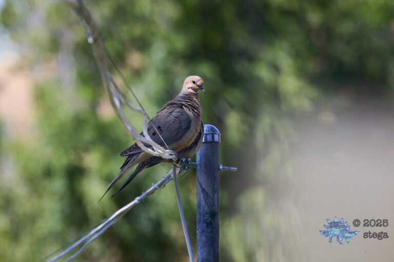 Mourning Dove