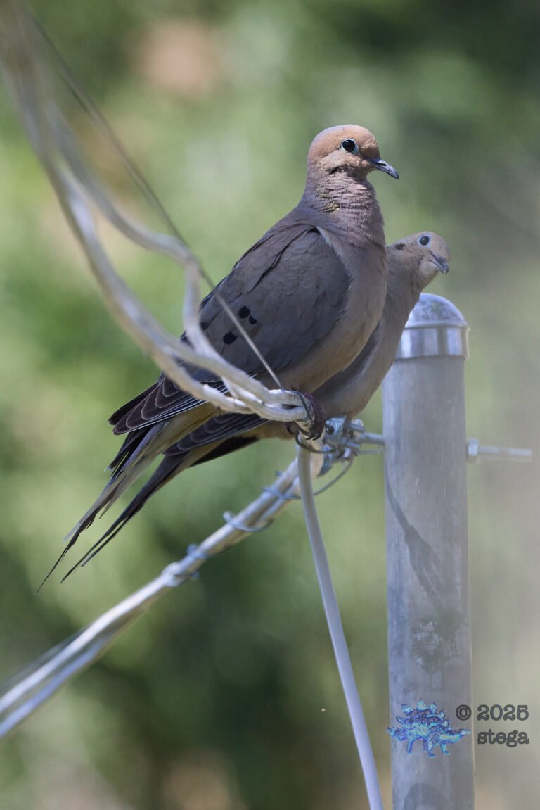 Mourning Dove