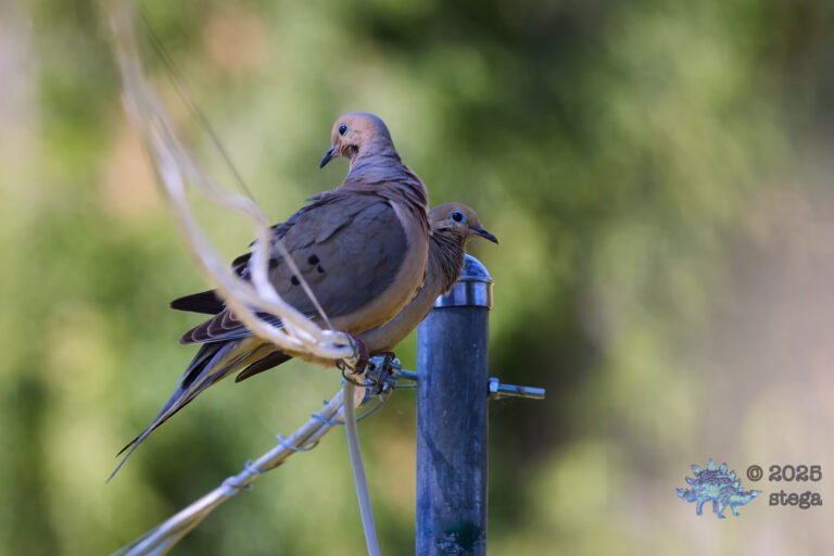 Mourning Dove