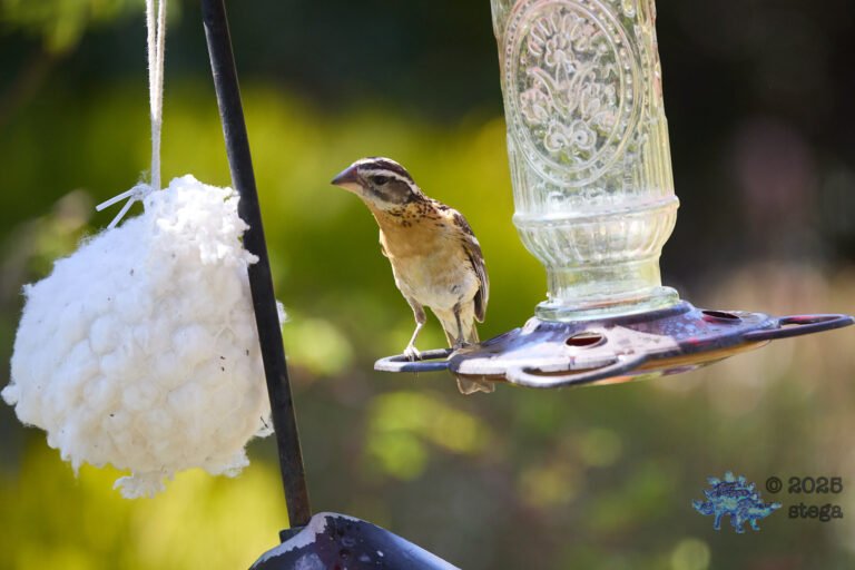 Black-headed Grosbeak