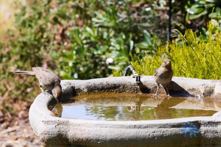 California Towhee