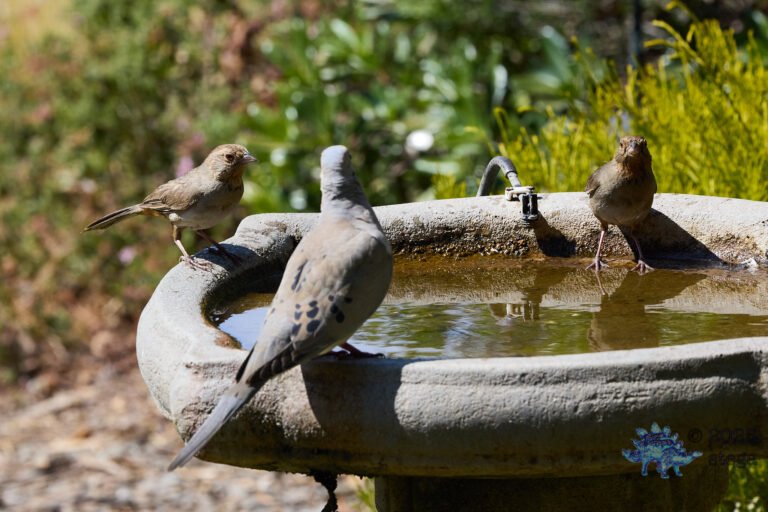 California Quail