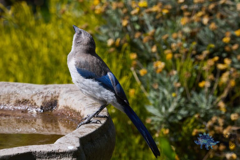 California Scrub Jay