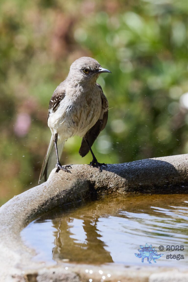 Northern Mockingbird