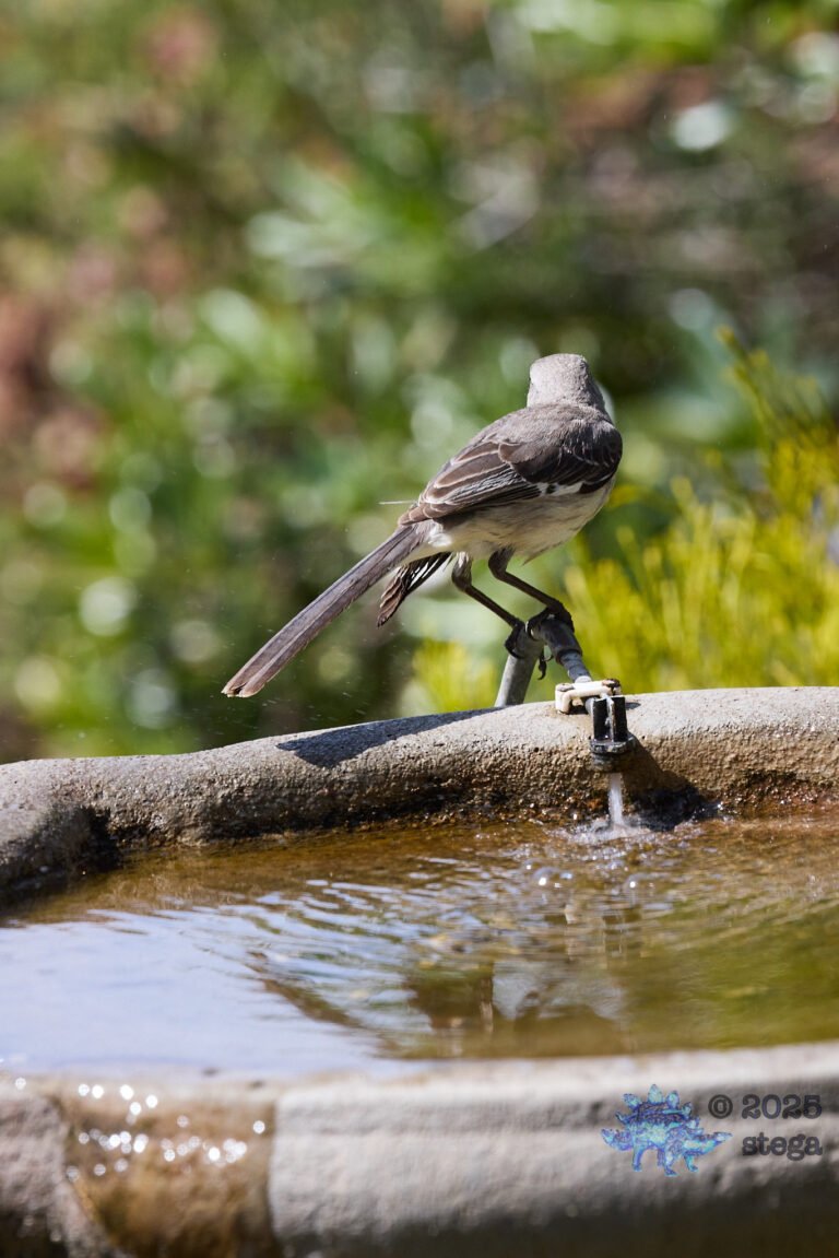 Northern Mockingbird