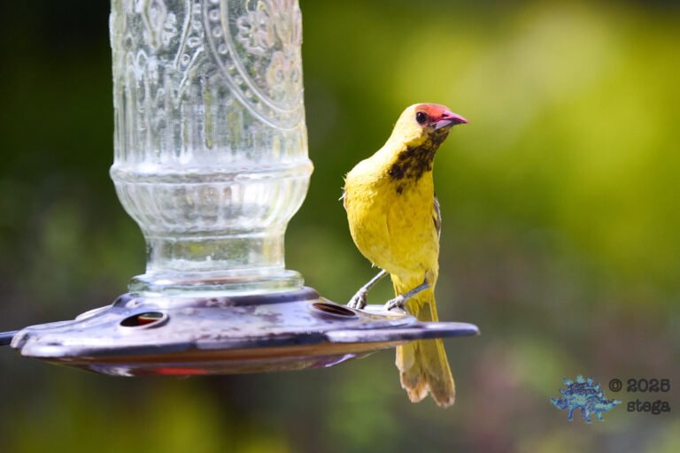 Hooded Oriole