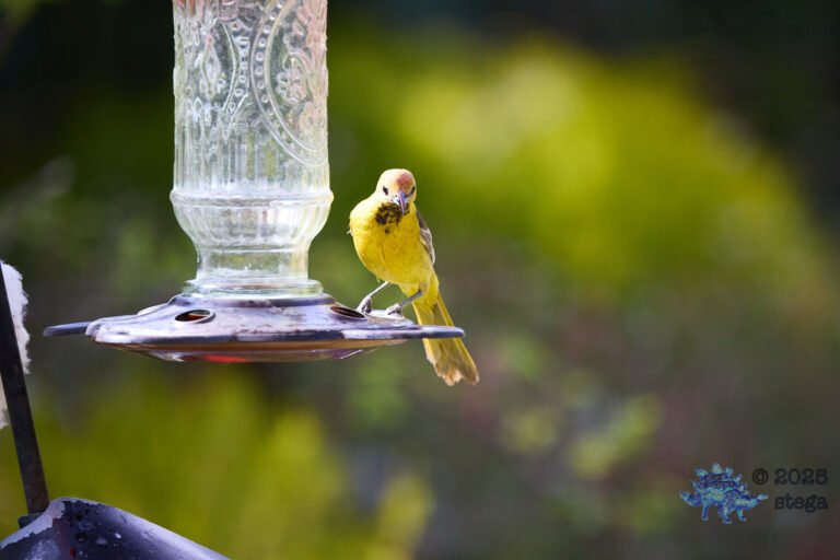 Hooded Oriole