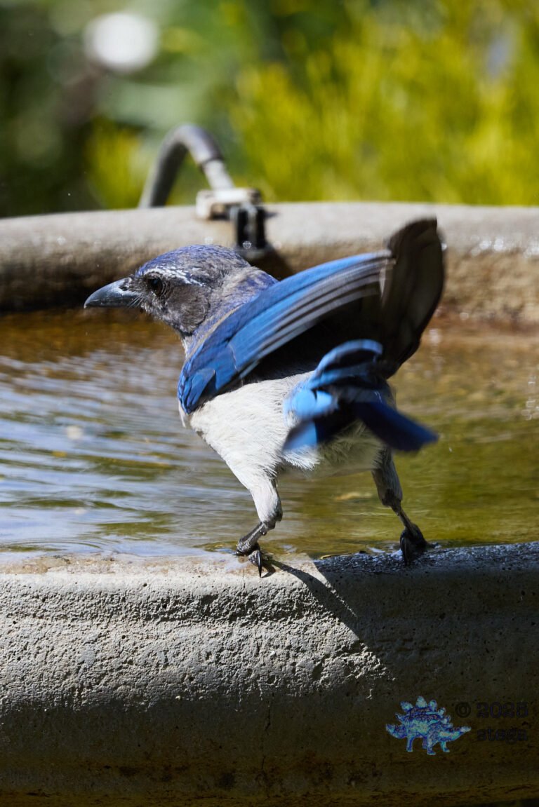California Scrub Jay