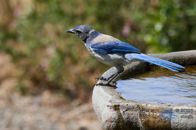 California Scrub Jay