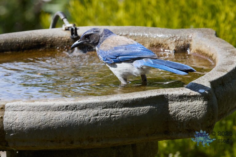 California Scrub Jay