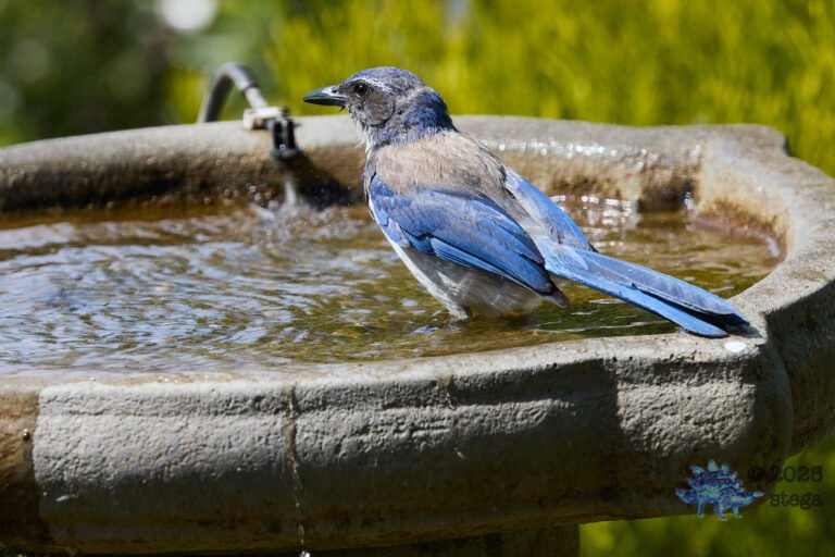 California Scrub Jay