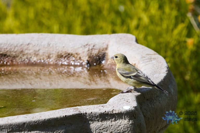 Lesser Goldfinch