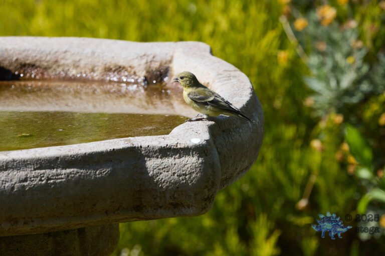 Lesser Goldfinch