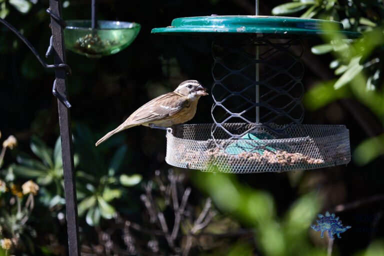 Black-headed Grosbeak