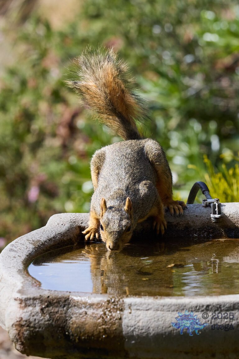 Fox Squirrel